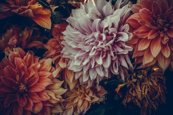 Affiches de cuisine vintage : trouvez le style parfait !