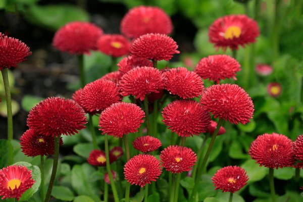 Comment aménager un jardin sur un petit espace ?