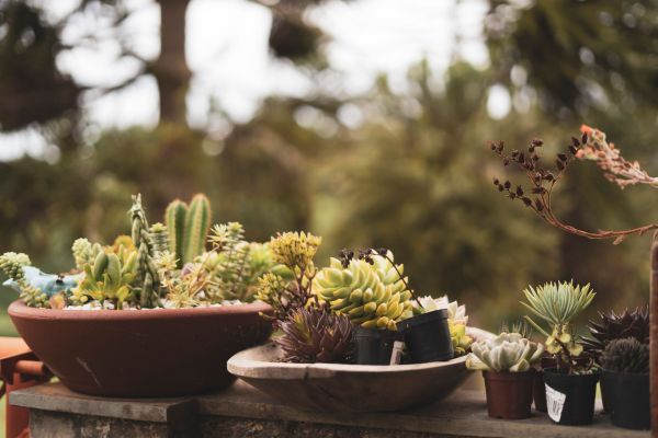 Le guide ultime : choisir des plantes parfaites pour un jardin méditerranéen résilient à la sécheresse