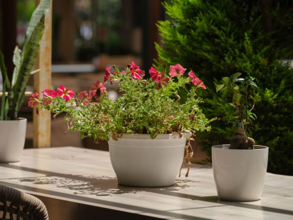 Pots de fleurs : idées créatives pour sublimer votre espace