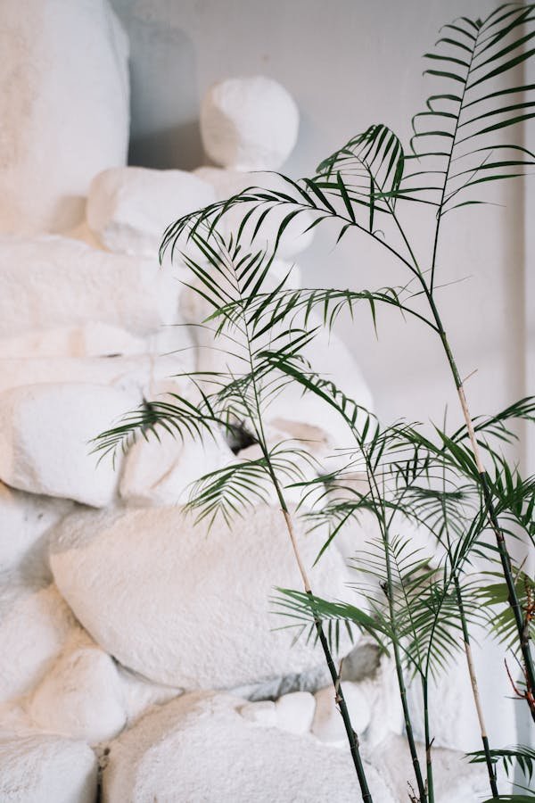 Enduits à la chaux : la solution idéale pour vos murs